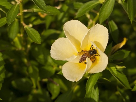 A bee mining nectar and pollen from a hibiscus flower