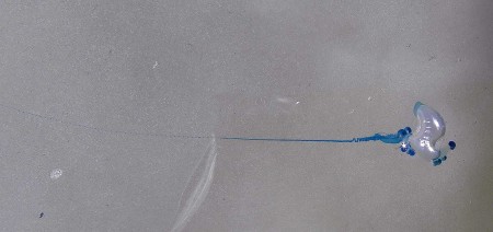 Possibly the Blue Bottle Jellyfish that attacked Eunie