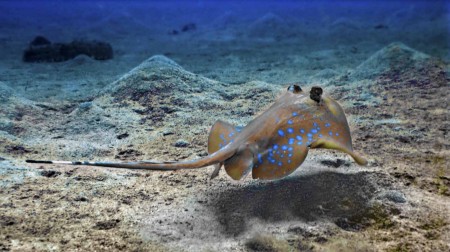 Blue Spotted_stingray