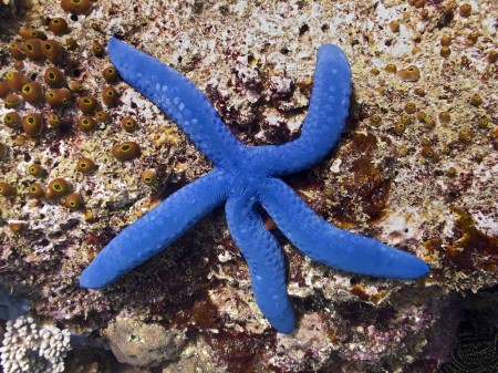 Blue Starfish
