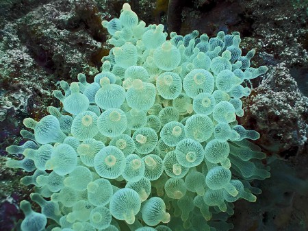 Bulb Anemone