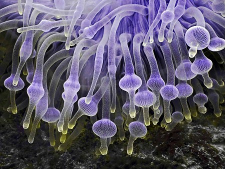An ethereal Bulb Anemone