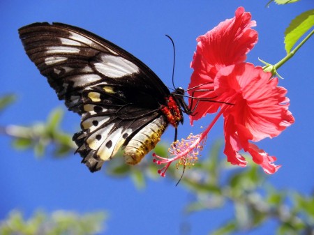 A butterfly feeding on a hibiscus by Trevor Hattersley