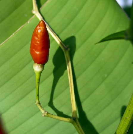 A chili in the morning sun