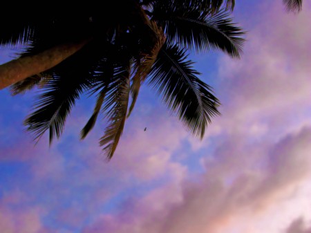 Coconut and Flying Fox Sunrise