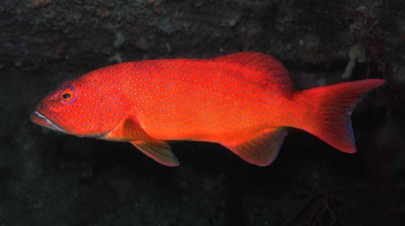 A truly drastic Coral Cod