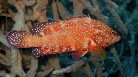 Coral Trout or Coral Cod - as you please