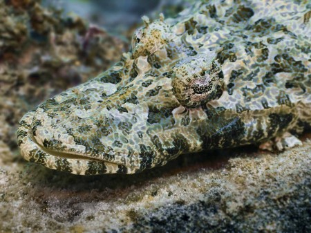 Crocodilefish