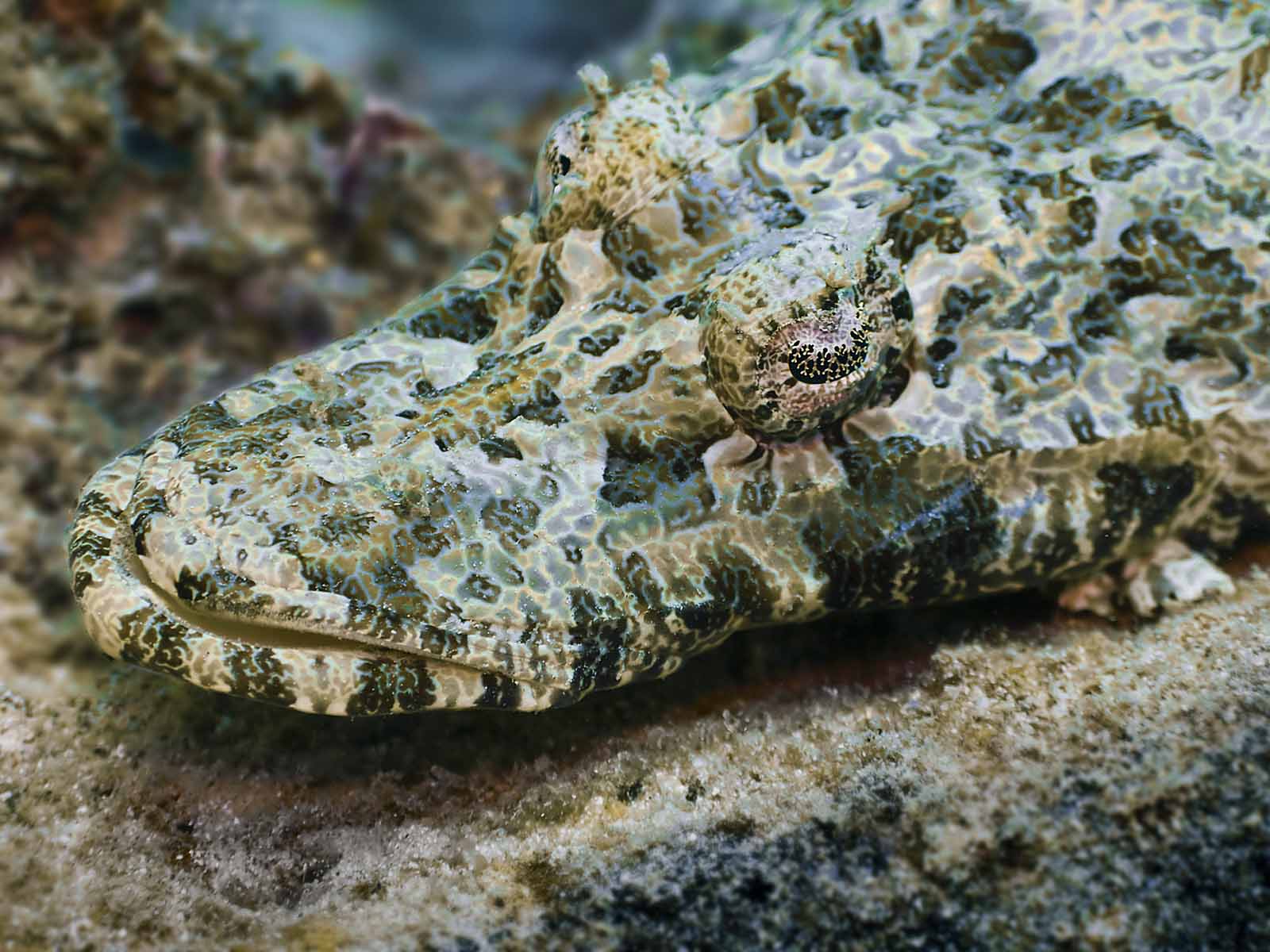 crocodile fish