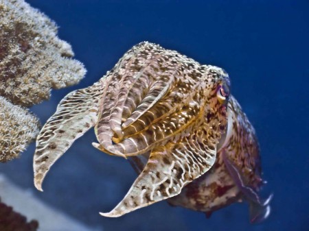 Cuttlefish