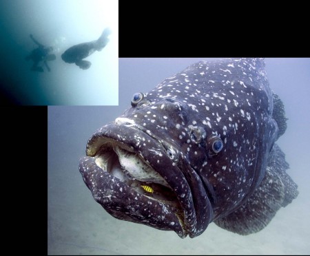 My dive buddy Ian Dosser shown up in the corner meeting the Giant Grouper