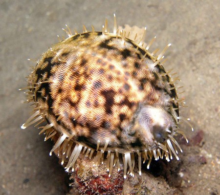 Cowrie shell with mantle exposed shot on a night dive on the Doilon