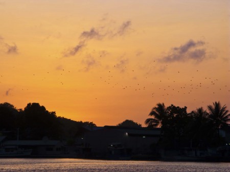 Flying Fox Sunrise