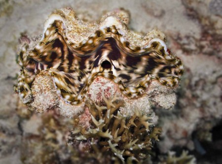 Giant Clam (Tridacna maxima)