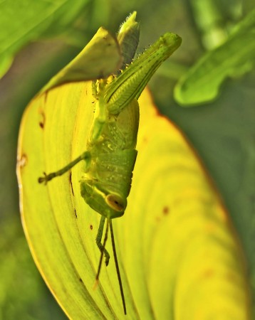 Grasshopper "hiding" from me