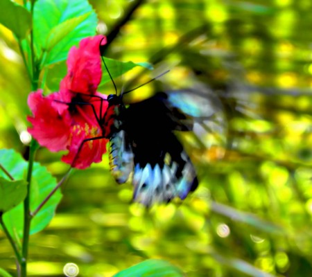 A butterfly on a red hibiscus