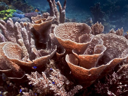 Ice Cream Cone Coral at Kranket Island