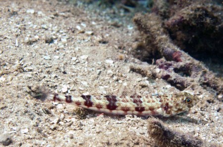 A Reef Lizardfish