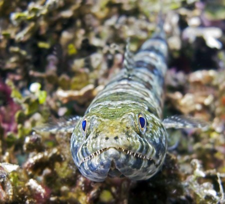 Reef Lizardfish