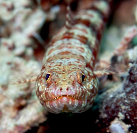 Reef Lizardfish