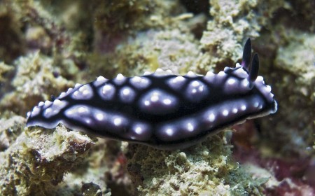 Nudibranch