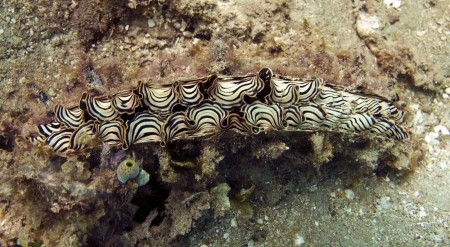 Oyster