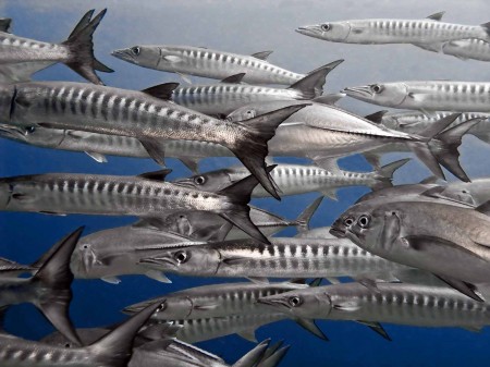 Pickhandle Barracuda and Bigeye Trevally
