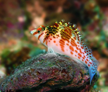 Dwarf Hawkfish