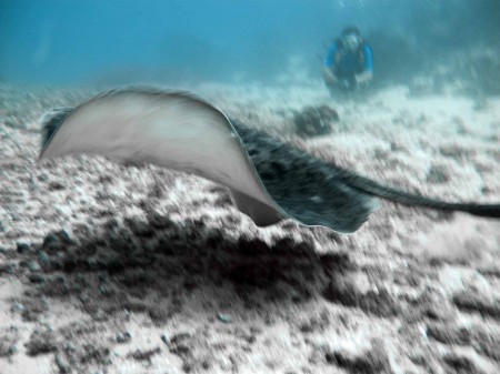 Black-Blotched Stingray (Taeniura meyeni)