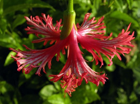 Some kind of red hibiscus that hangs upside down