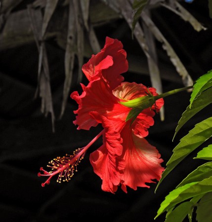 Red hibiscus from the back