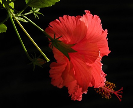 Red hibiscus with sunlight shining through