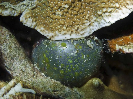 Sailor's Eyeball - the largest single-celled organism in the planet