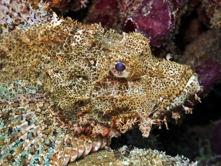 Scorpionfish