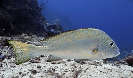 Sub-adult Silver Sweetlips at Magic Passage