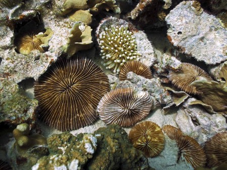Solitary coral and whatnot