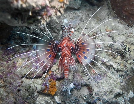 Spotfin Lionfish (Pterois antennata)