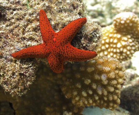 Starfish (Fromia milleporella)
