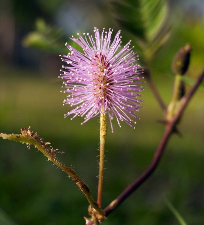 Tickle Me flower (Sensitive Plant)