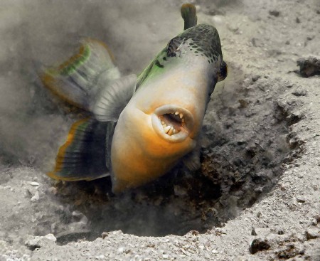 Yellowmargin Triggerfish (Pseudobalistes flavimarginatus)