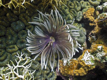 Feather-duster worm