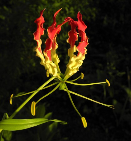 Strange upside-down flower - Jan Messersmith