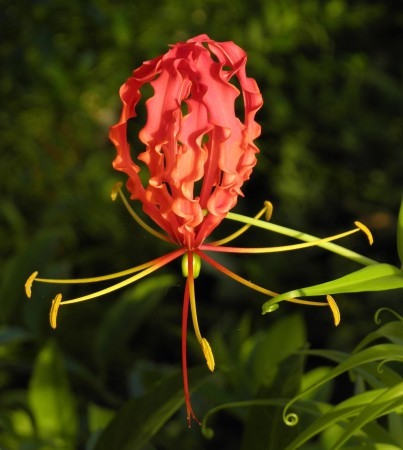 Strange upside-down flower at a more mature phase