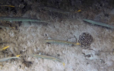 Pickhandle Barracuda (Sphyraena jello)