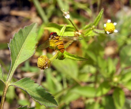 Highlands bee
