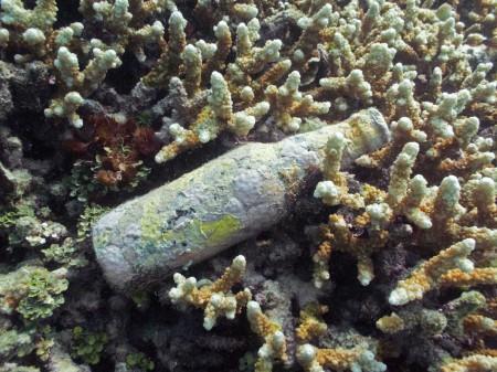 Everything becomes part of the reef - even a beer bottle