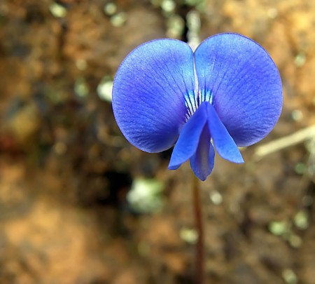 Little Blue Flower