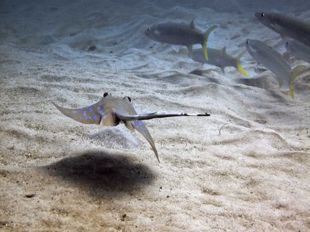 Blue-Spotted Stingray (Dasyatis kuhlii) fleeing