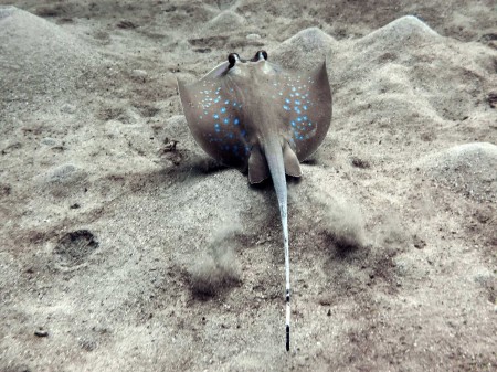 Blue-Spotted Stingray (Dasyatis kuhlii) taking off