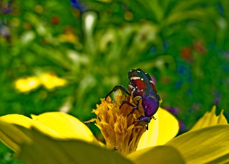 Bug on a yellow flower